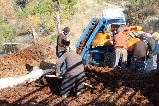 Kışın Vazgeçilmez Lezzeti Kestanenin Sofralara Yolculuğu Başladı