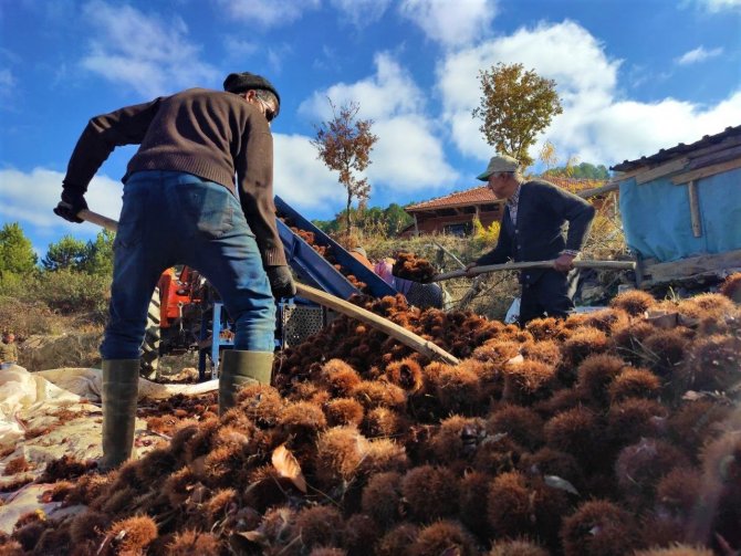 Kışın Vazgeçilmez Lezzeti Kestanenin Sofralara Yolculuğu Başladı