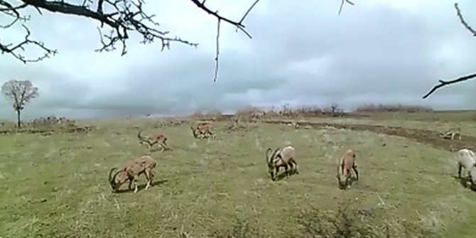 Elazığ’da Yaban Hayatı Ve Kaçak Avcılar, Fotokapanlarla Tespit Ediliyor