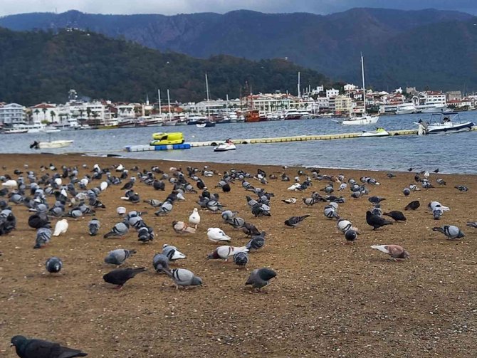 Marmaris’te Sahilin Keyfini Bu Defa Güvercinler Çıkardı