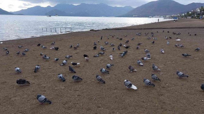 Marmaris’te Sahilin Keyfini Bu Defa Güvercinler Çıkardı