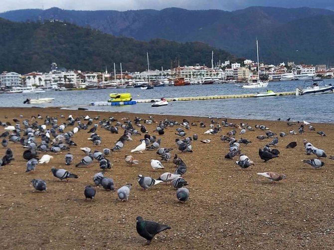 Marmaris’te Sahilin Keyfini Bu Defa Güvercinler Çıkardı