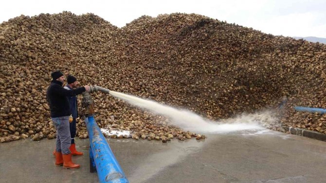 Muş Ekonomisine 350 Milyon Liralık Şeker Katkısı