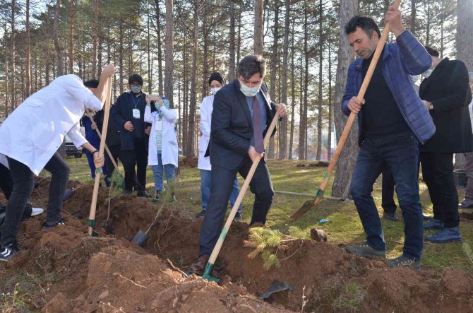 Ömrünü Dolduran Ağaçların Yerine Yenileri Dikildi