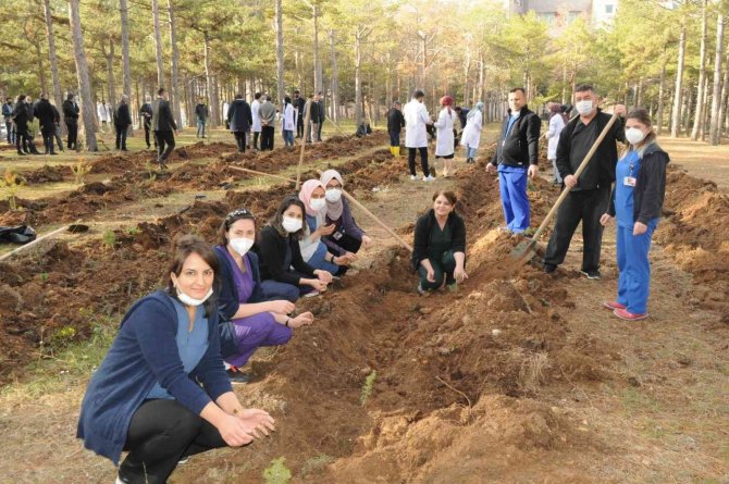 Ömrünü Dolduran Ağaçların Yerine Yenileri Dikildi