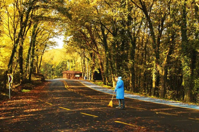 Sonbaharda İ̇l Ormanı Adeta Büyülüyor