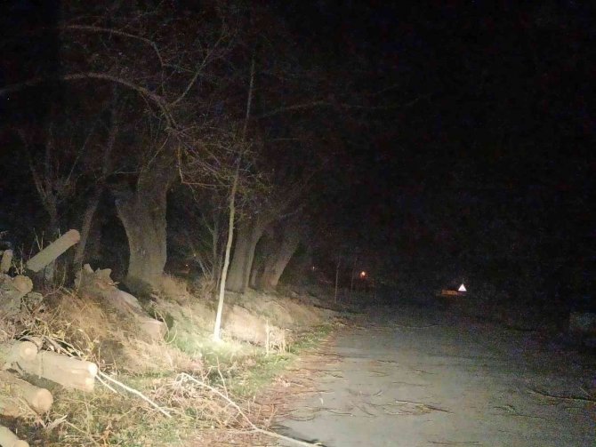Şuhut’ta Lodos Ağaçları Kökünden Devirdi