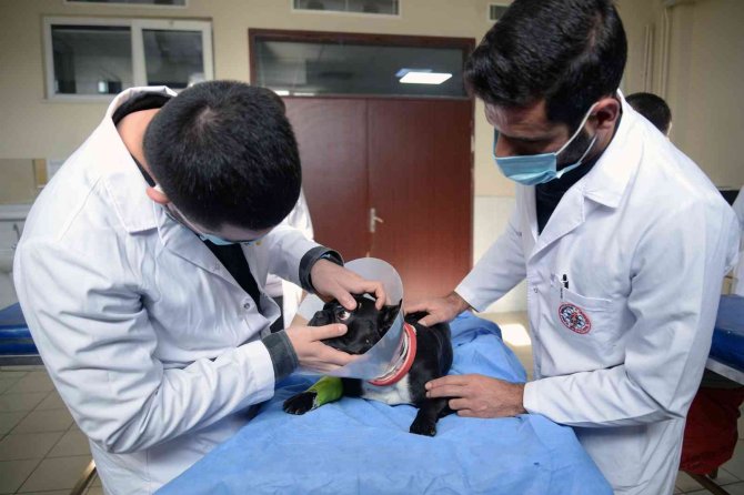 Hayvan Hastanesi’nde Hizmet 7/24 Devam Ediyor