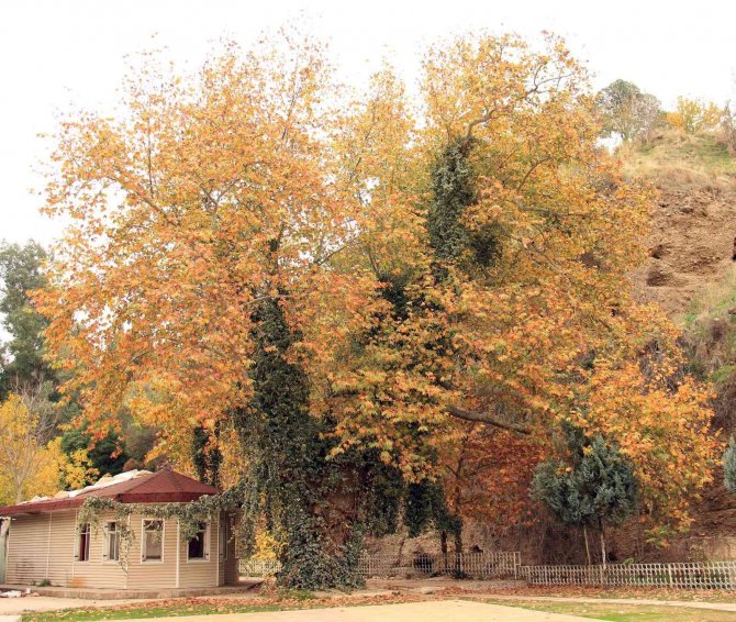 Pınarbaşı Sonbaharın Renklerine Büründü