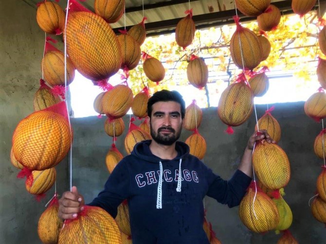 Fileye Giren Kavunların Raf Ömrü Uzuyor
