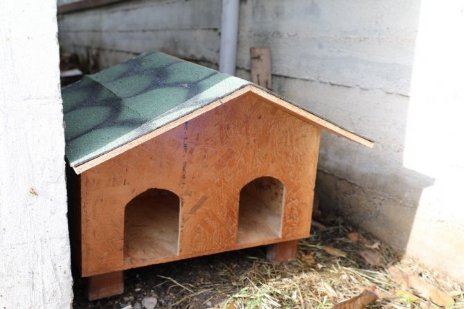 Kedi Evi Projesi İ̇lkadım’da Hayat Buldu