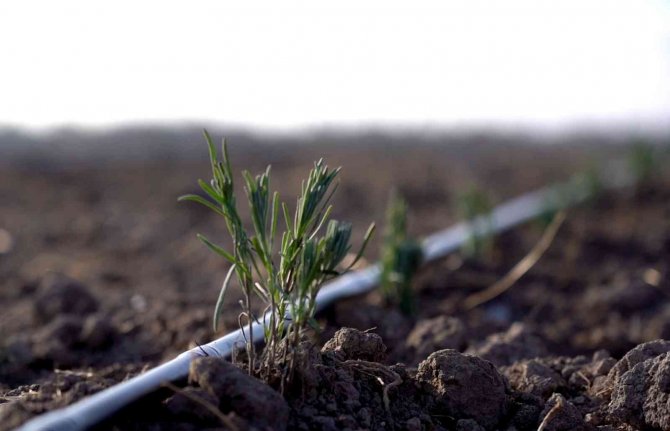 Karatay Lavanta Bahçesi’nde Ekim Çalışmaları Başladı