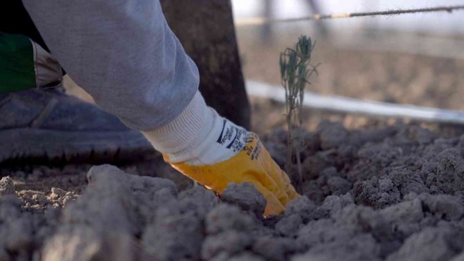 Karatay Lavanta Bahçesi’nde Ekim Çalışmaları Başladı