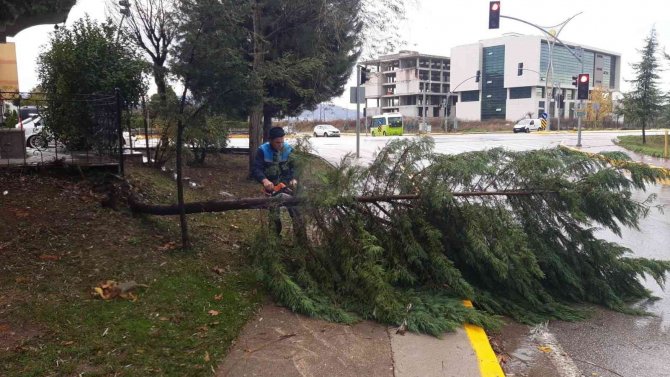 Başiskele’de Fırtınadan Devrilen Ağaçlar Kaldırıldı