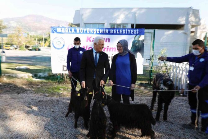 Köyceğizli Kadın Çiftçilere Kıl Keçisi Desteği