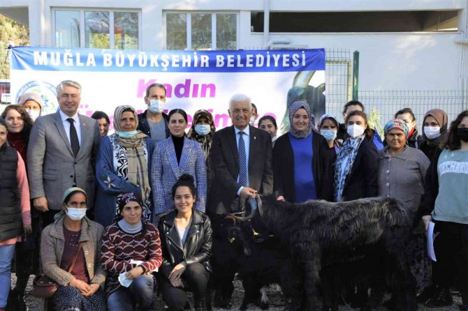 Köyceğizli Kadın Çiftçilere Kıl Keçisi Desteği