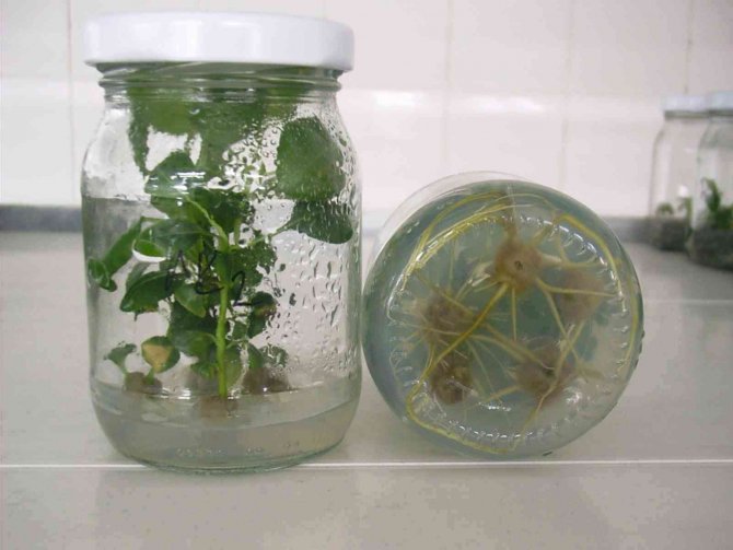 Ata Tohumları Ordu’da Hayat Buluyor