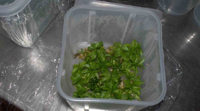 Ata Tohumları Ordu’da Hayat Buluyor