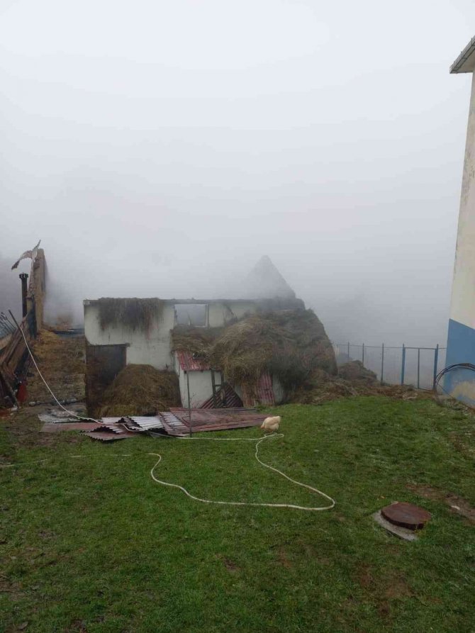 Ordu’da Ahır Yangınında 3 Hayvan Telef Oldu