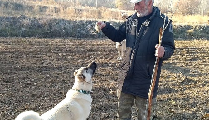 Şeker Bağımlısı Köpek Dikkat Çekiyor