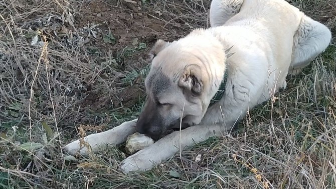 Şeker Bağımlısı Köpek Dikkat Çekiyor