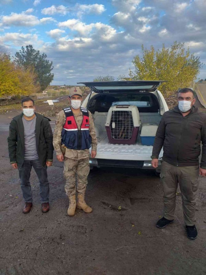 Bitkin Halde Bulunan Kurt Yavrusu Yetkililere Teslim Edildi
