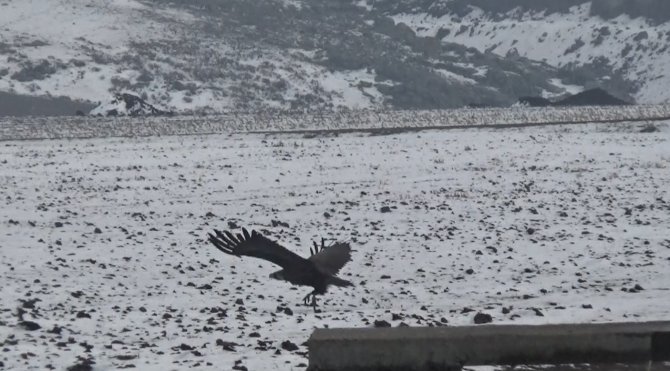 Göç Yolunda Yorulan Akbaba Çifti Kars’a İndi