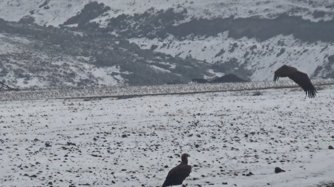 Göç Yolunda Yorulan Akbaba Çifti Kars’a İndi