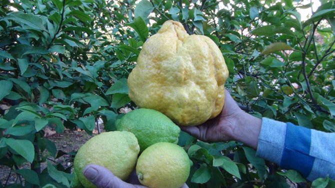 Türkiye’nin En Büyük Limonu 2 Kilo 40 Gram