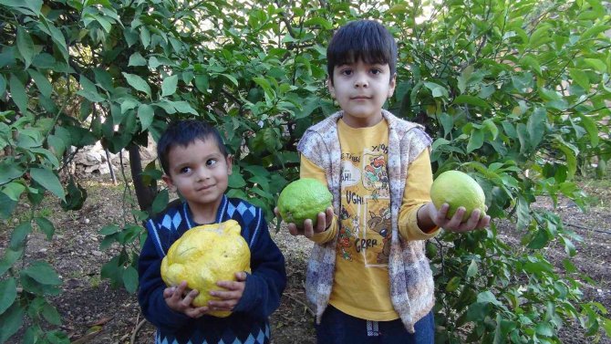 Türkiye’nin En Büyük Limonu 2 Kilo 40 Gram