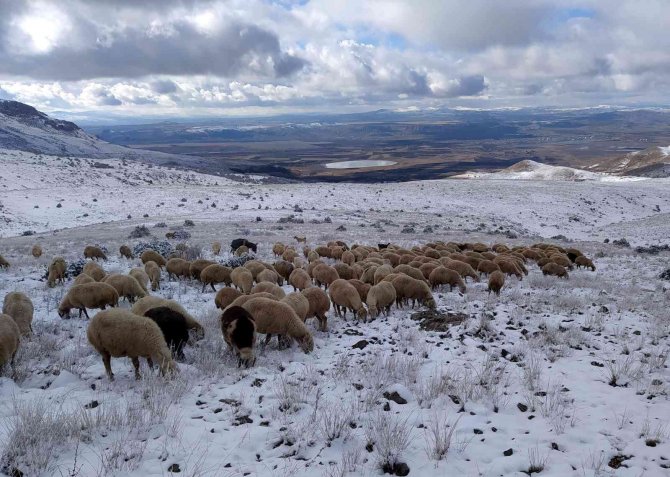 Karla Kaplı Merada Otlanan Koyunlar İlginç Görüntüler Oluşturdu