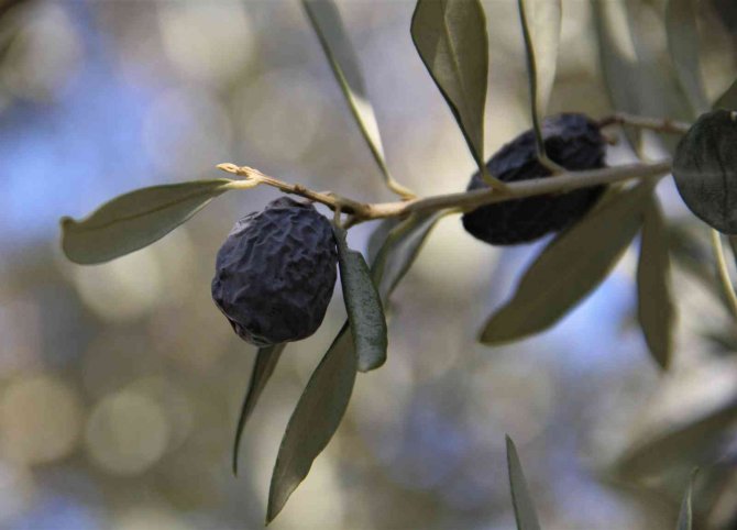 “Hurma Zeytin”in Hasadı Başladı