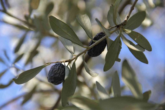 “Hurma Zeytin”in Hasadı Başladı