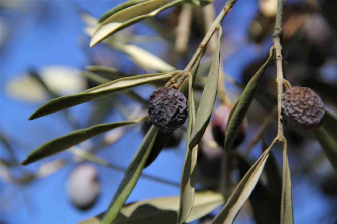 “Hurma Zeytin”in Hasadı Başladı