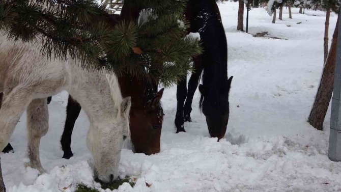 Ardahan’ın Yılkı Atları Kışın Özgür, Yazın Sahipli