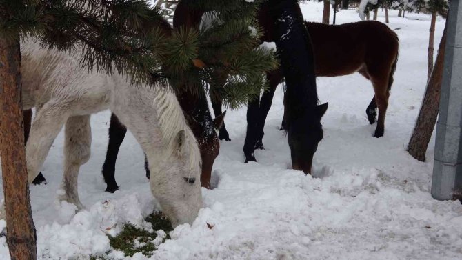 Ardahan’ın Yılkı Atları Kışın Özgür, Yazın Sahipli