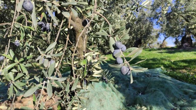 Zeytin Toplayan Üreticilerin Lodosla İmtihanı