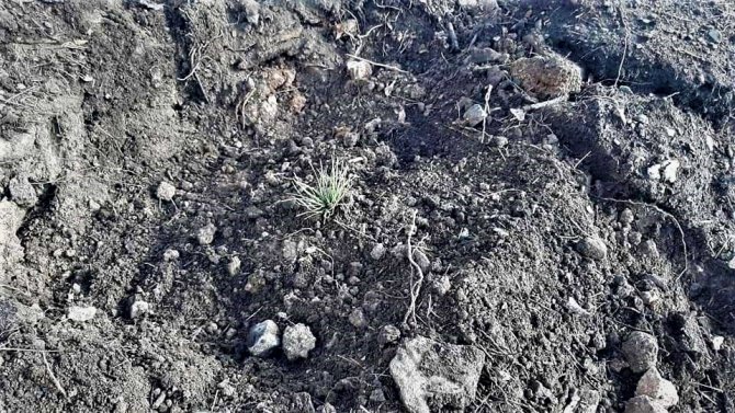 Denizli’de Yanan Ormanlık Alan Yeniden Yeşilleniyor