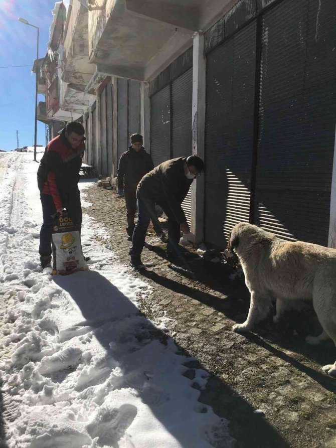 Yaylalarda Aç Kalan Hayvanlar Unutulmadı