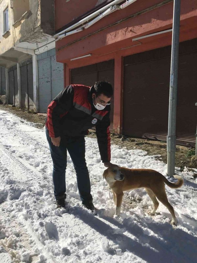 Yaylalarda Aç Kalan Hayvanlar Unutulmadı