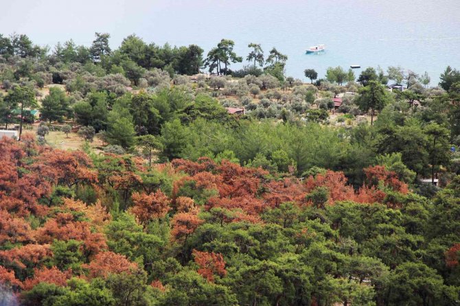 Dünyaca Ünlü Körfezin Çamları Kuruyor