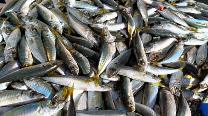 Vatandaş: “20 Liraya Hamburger Yiyorlar Balık Yemiyorlar”