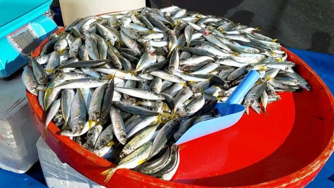 Vatandaş: “20 Liraya Hamburger Yiyorlar Balık Yemiyorlar”