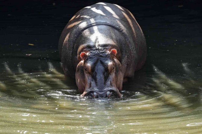 Belçika’da 2 Su Aygırı Covid-19’a Yakalandı