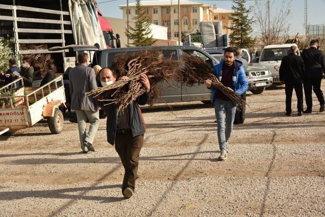 Karaman’da Çiftçilere Fidan Dağıtıldı