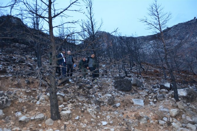 Gülnar’da Yanan Orman Sahaları Yeşillendiriliyor