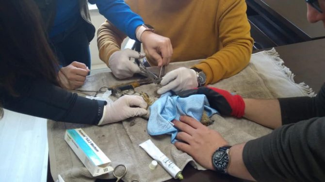 Tedavisi Yapılan Atmaca Doğaya Bırakıldı
