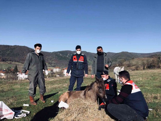 Yaralı Katırlara Jandarmadan Şefkat Eli