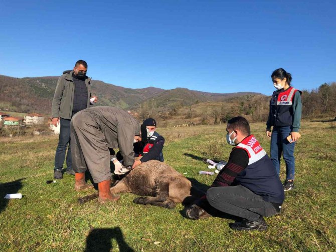 Yaralı Katırlara Jandarmadan Şefkat Eli