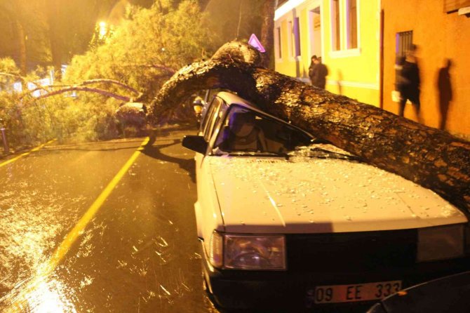 Aydın’da Yağmurla Birlikte Devrilen Çam Ağacı, Araçları Hurdaya Çevirdi
